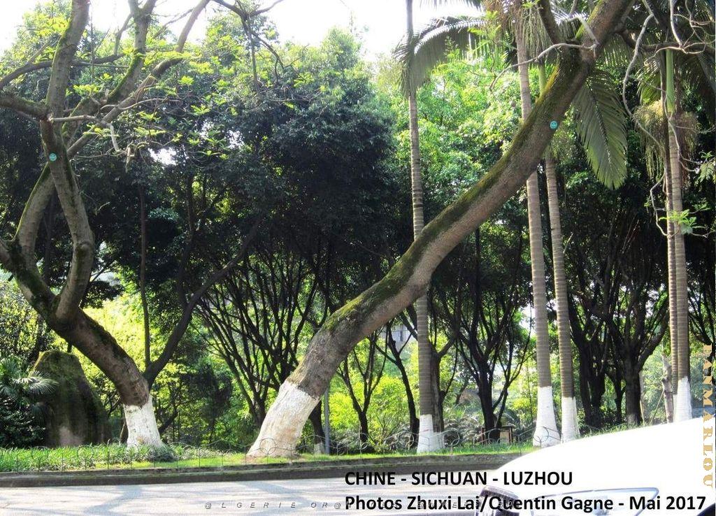 Luzhou 064.JPG